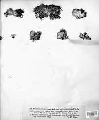 Stereocaulon nanum var. pulverulentum image
